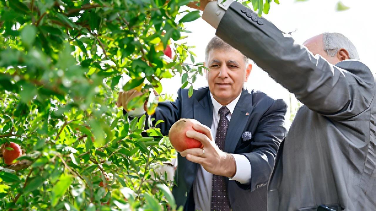 İzmir’de bereketli nar hasadı: Tugay çiftçilerle tarlada