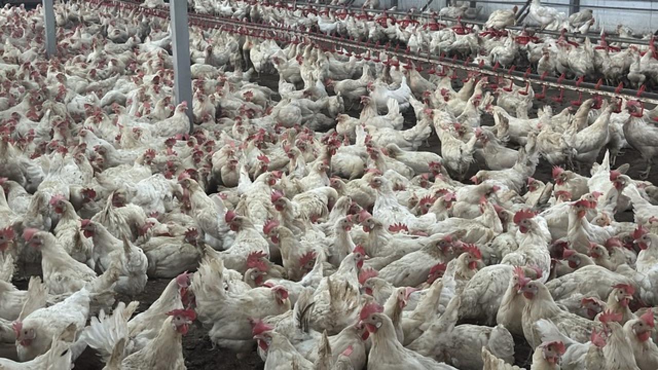 Bolu&#039;da üreticilere &quot;kuş gribi&quot; uyarısı