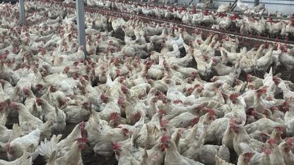 Bolu'da üreticilere "kuş gribi" uyarısı