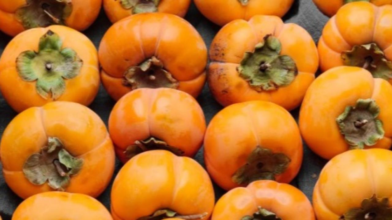 Cennet Hurmasının bereketi köyü geçindiriyor.