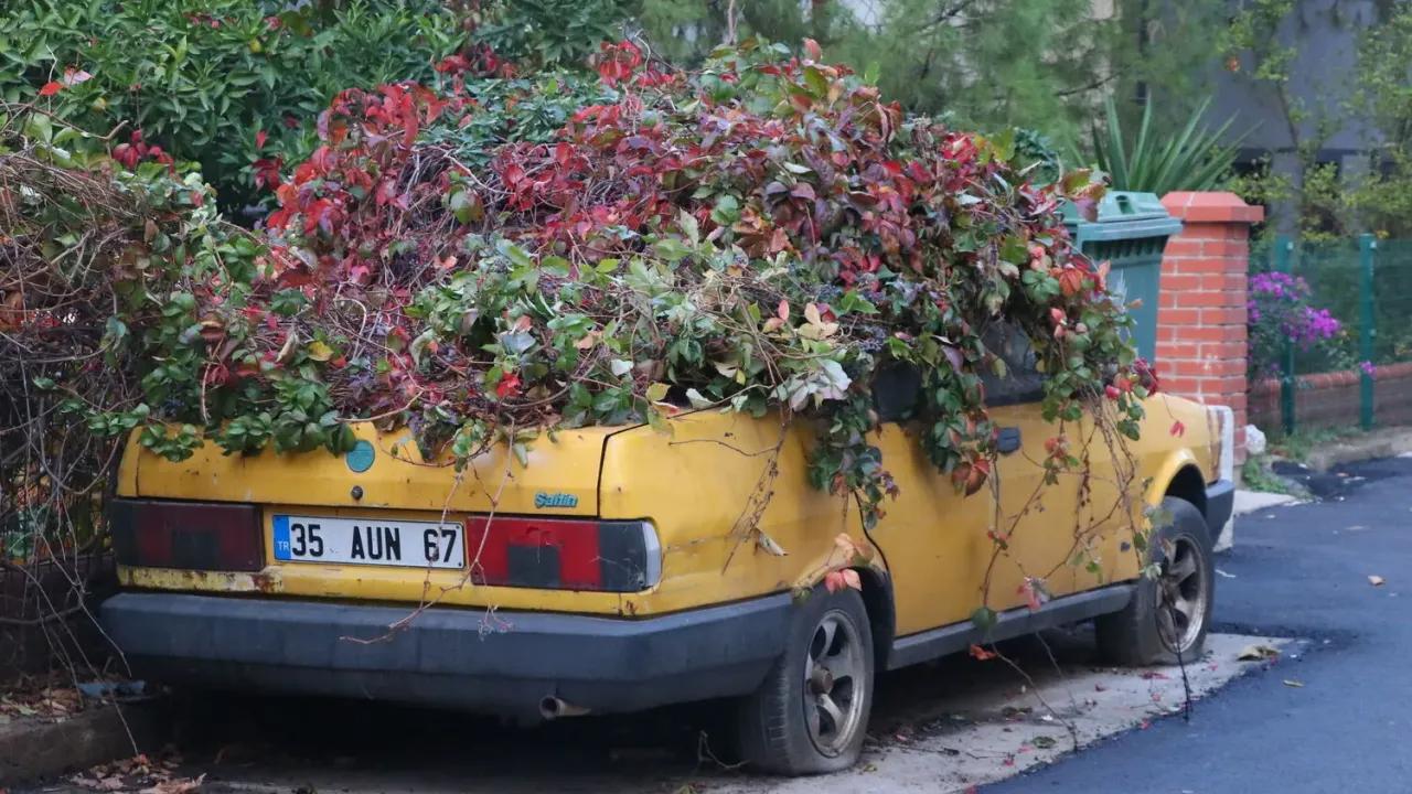 İzmir&#039;de 8 yıldır park halindeki otomobili sarmaşıklar sardı