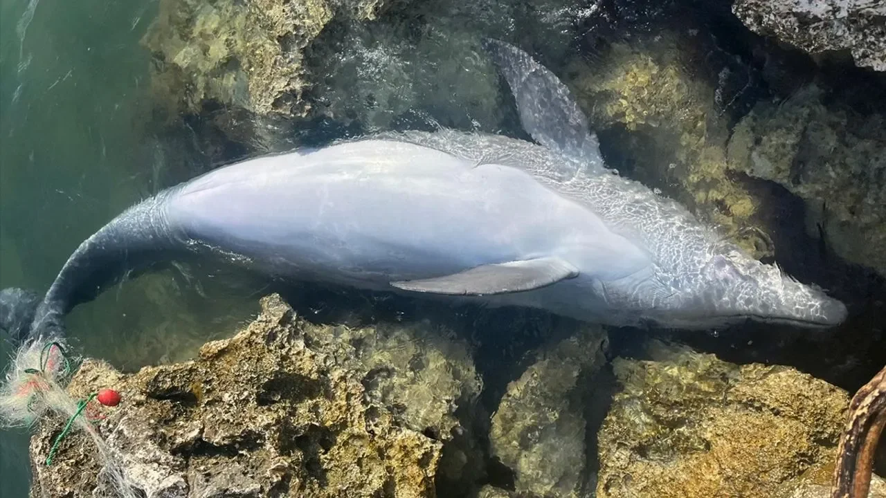 İzmir&#039;de balıkçı ağlarına takılan yunus karaya vurdu