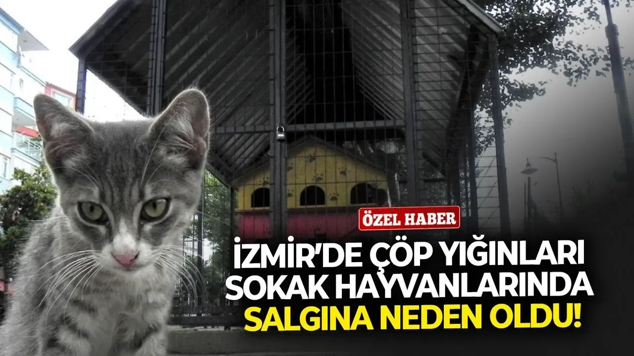 İzmir’de çöp yığınları sokak hayvanlarında salgına neden oldu!
