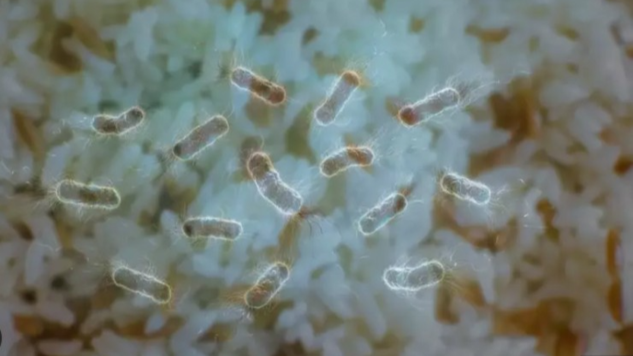 Masum görünen pirinçteki büyük tehlike: Tabip Odası uyardı