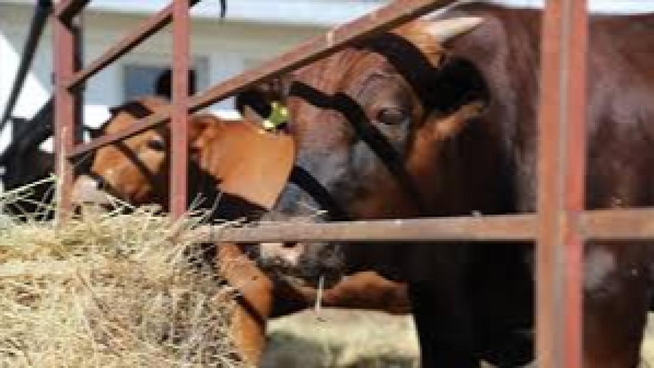 Avustralya, sığır eti ihracatında rekor kırdı