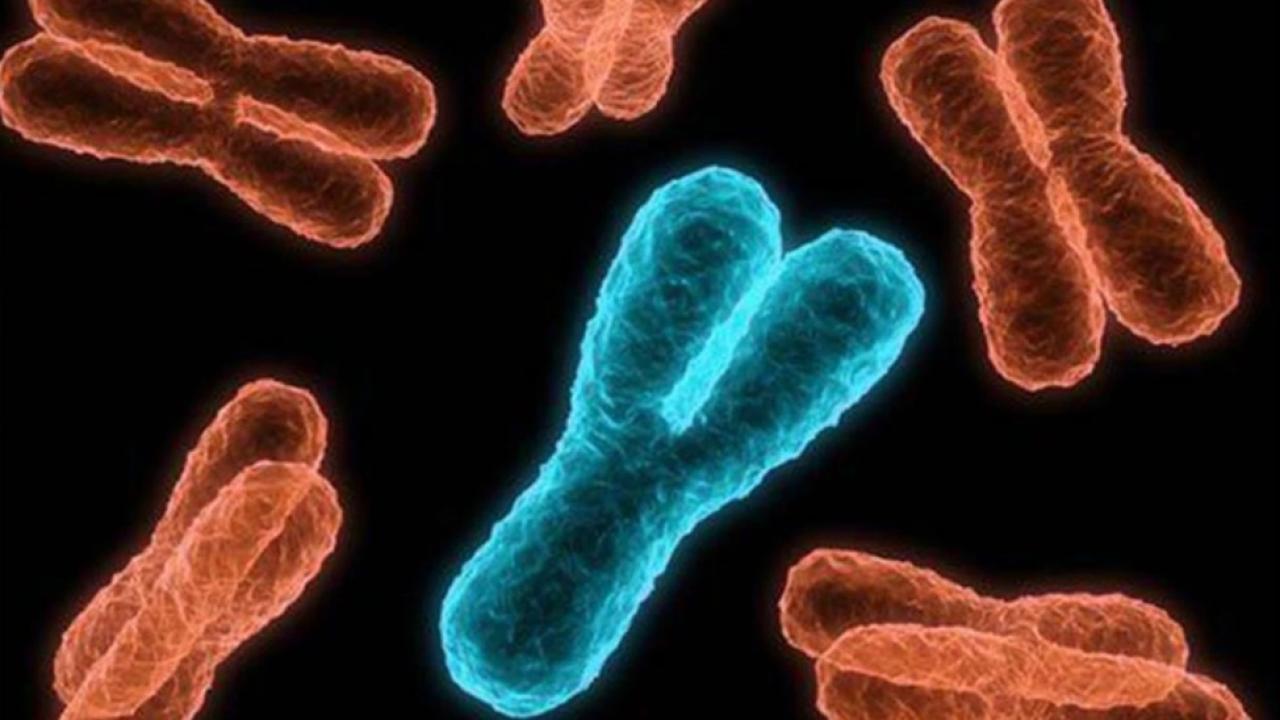 Erkekler bitiyor... Y kromozomu yok oluyor