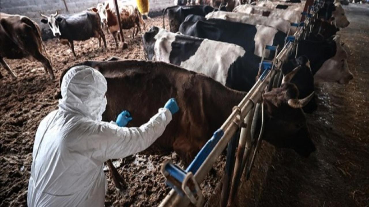 Urla ve Seferihisar’da karantina: Hayvanlarda şap tespit edildi