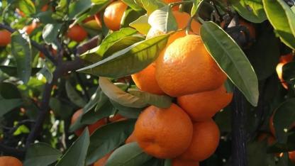 Çiftçiler 2025’i “Felaket Yılı” İlan Etti: Tarımda Enflasyon Yüzde 100’e Dayandı