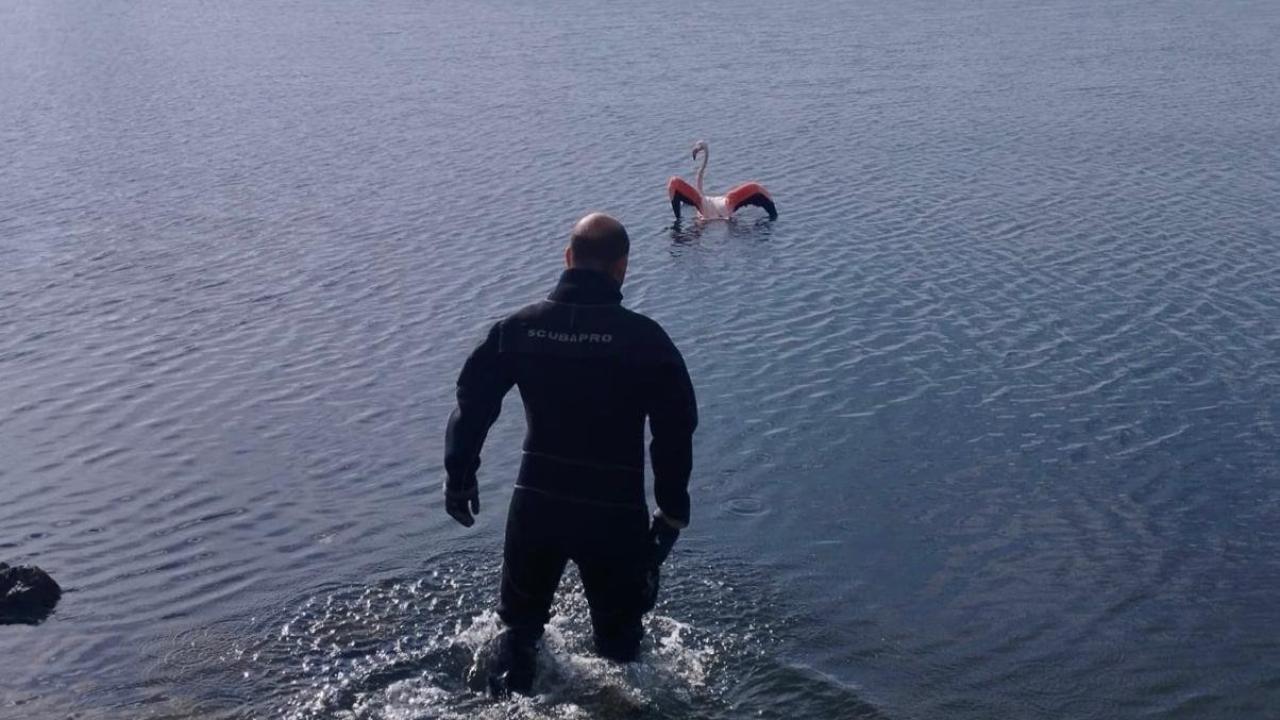 İnciraltı’nda İtfaiyeden Doğaya Umut Olan Müdahale: İpe Dolanan Flamingo Kurtarıldı