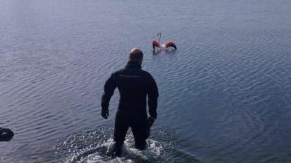 İnciraltı’nda İtfaiyeden Doğaya Umut Olan Müdahale: İpe Dolanan Flamingo Kurtarıldı