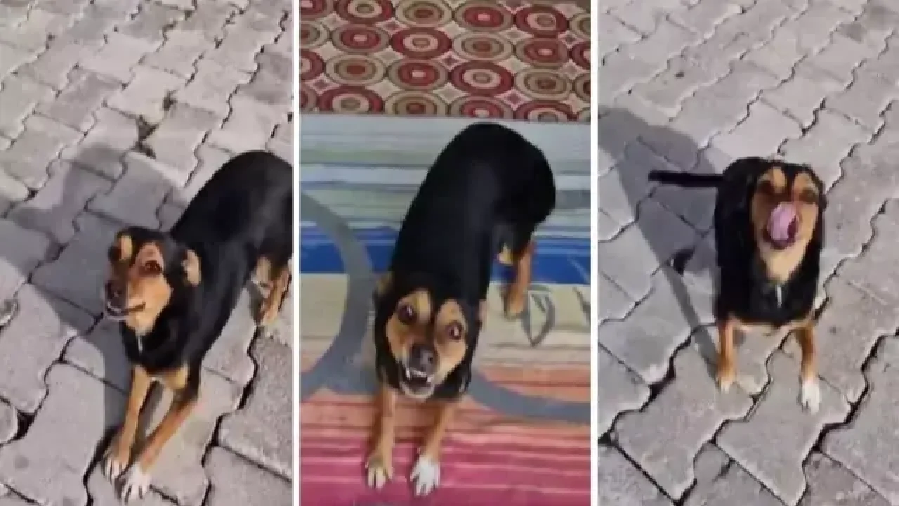 TikTok’ta 30 milyon izlenen Boncuk için yardım çağrısı: Eski sahibinden tehdit iddiası