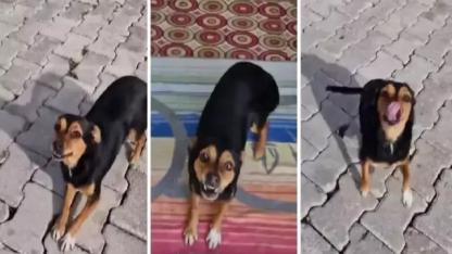 TikTok’ta 30 milyon izlenen Boncuk için yardım çağrısı: Eski sahibinden tehdit iddiası