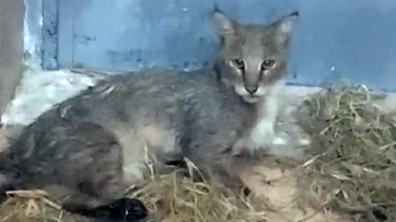 Aydın'da ağır yaralanan saz kedisi, sağlıklı bir şekilde yeniden doğaya döndü