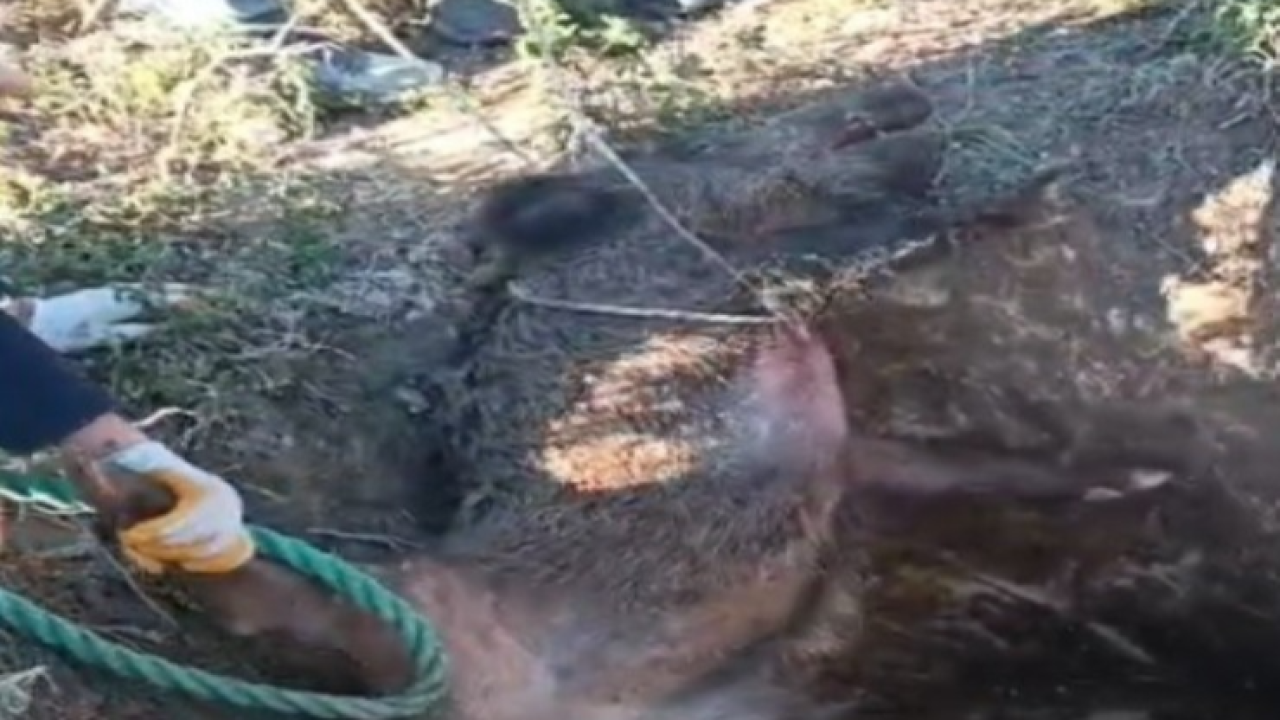 Çeşme'de çukura düşen yaban domuzunu vatandaşlar kurtardı