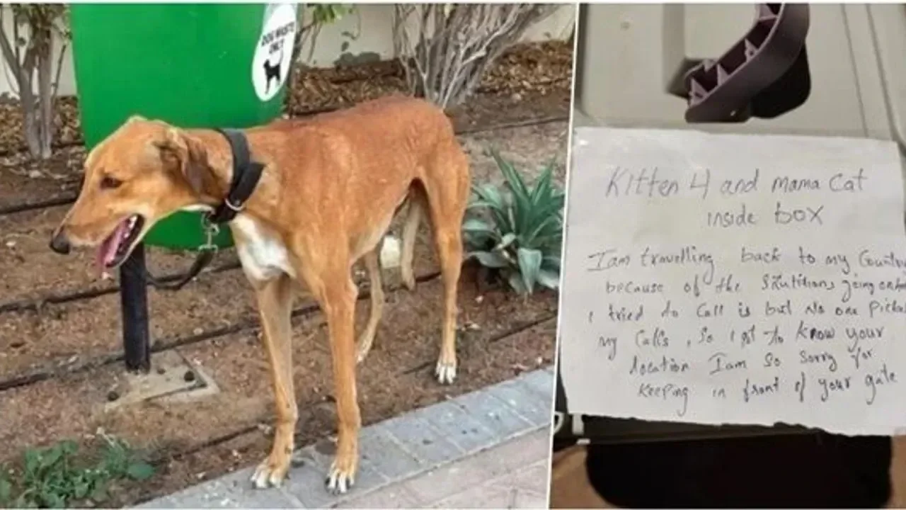 Dubai’de “Vicdan” Göçü: Tahliye Edilen Kentte Evcil Hayvanlar Kaderine Terk Ediliyor