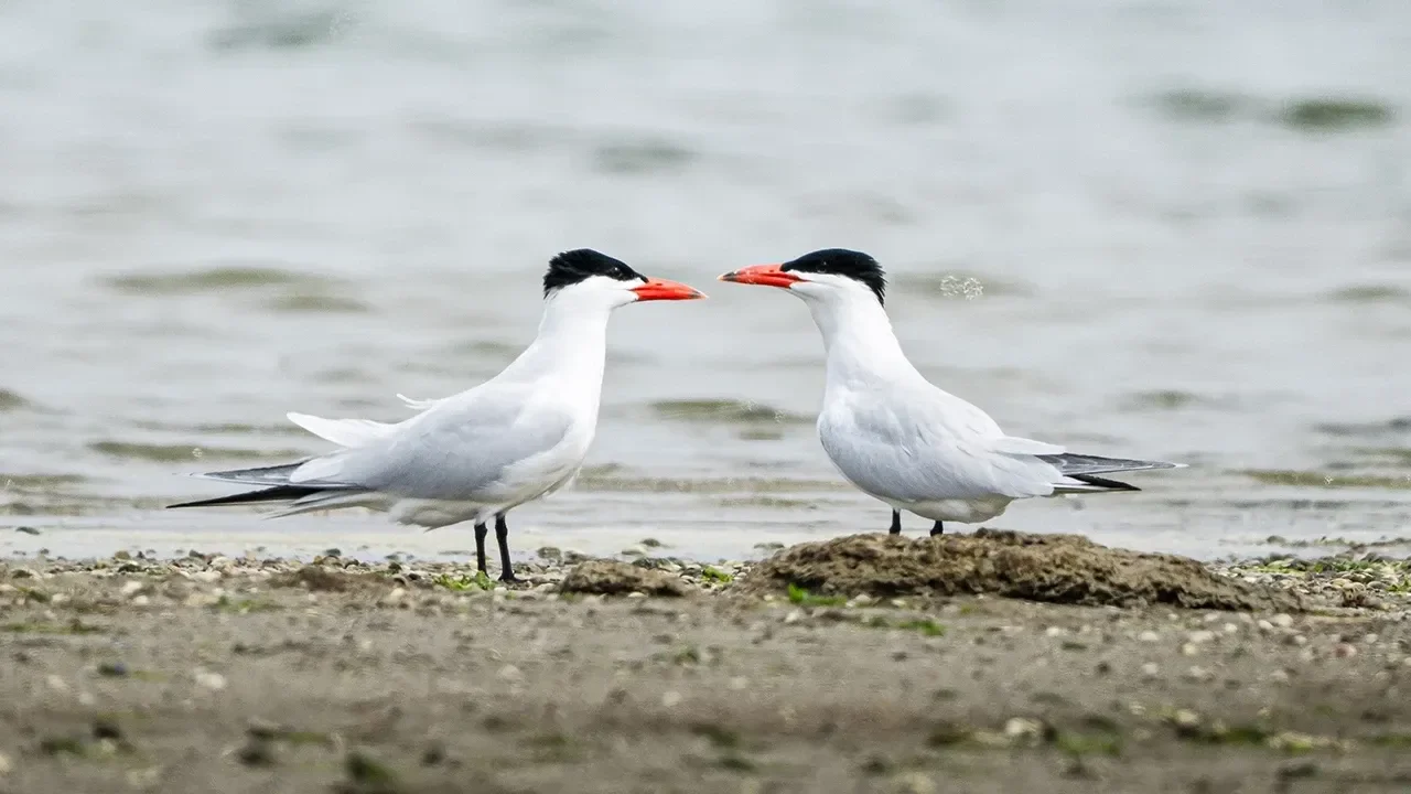 UNESCO Gediz Deltası’nda bahar coşkusu başladı!