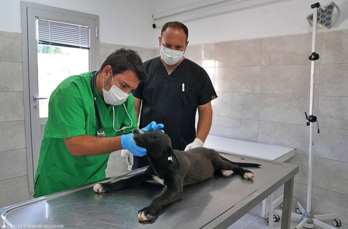 İzmir’de “satın alma, sahiplen” çağrısı: 3 bini aşkın patili dosta yeni yuva