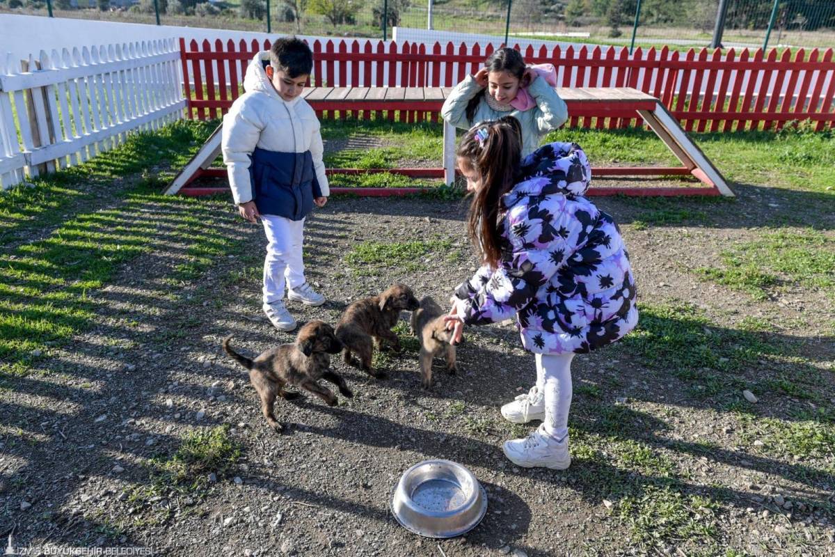 İzmir’de “satın alma, sahiplen” çağrısı: 3 bini aşkın patili dosta yeni yuva