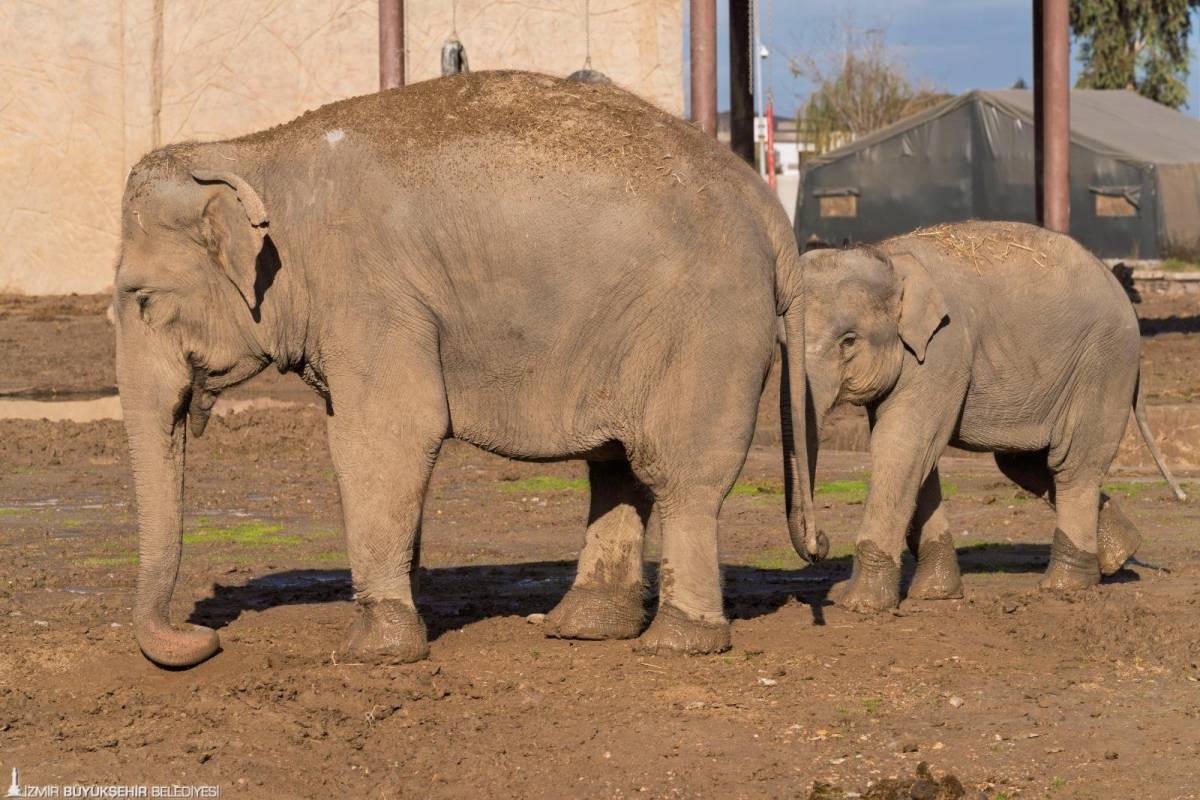İzmir Doğal Yaşam Parkı’nda öğrencilere 23 Nisan haftası ücretsiz giriş