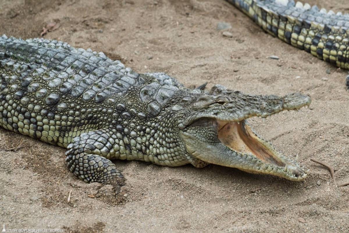 İzmir Doğal Yaşam Parkı’nda öğrencilere 23 Nisan haftası ücretsiz giriş